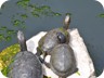 Wasserschildkröten gucken zu