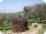 Newly planted olive trees are carefully protected against damage from livestock