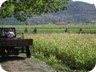 VBack in Perrenjas. Farmers at work.