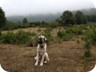 Sheepdogs watching the border to Macedonia