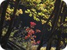 Herbst an der Perlenbachtalsperre