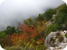 Fall colours on the trail to Goli Vrh