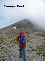 Torreys